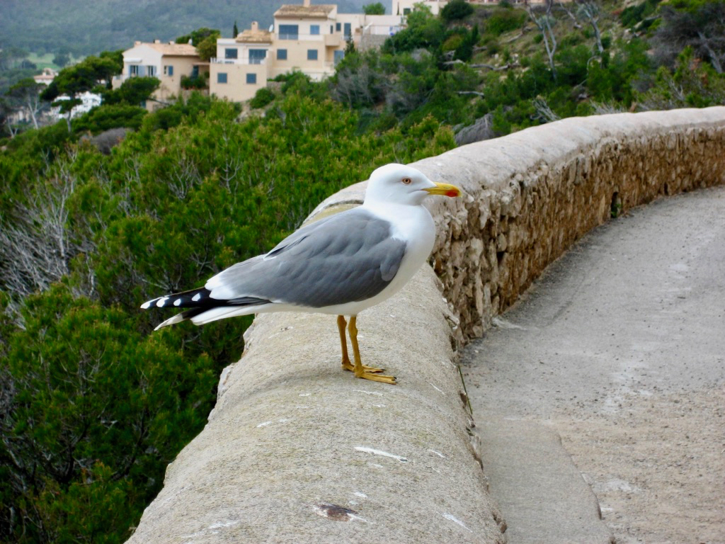 2008_trainingslager_alcudia_tag04_045