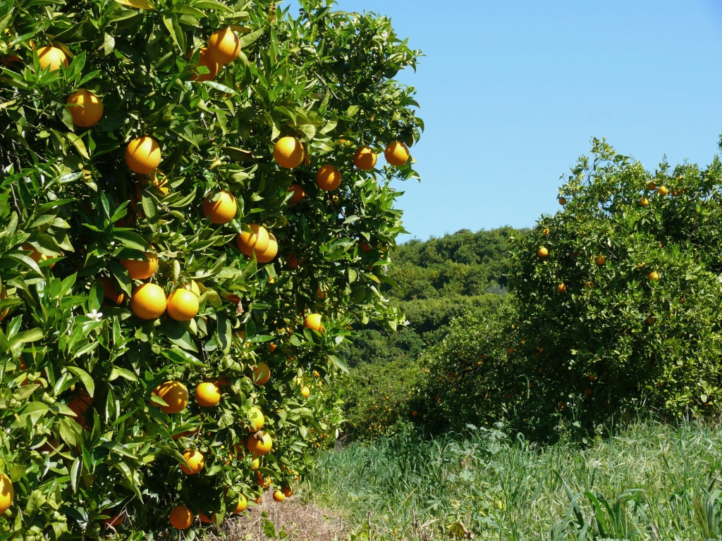 2011_trainingslager_olhos_de_agua_guenter_004
