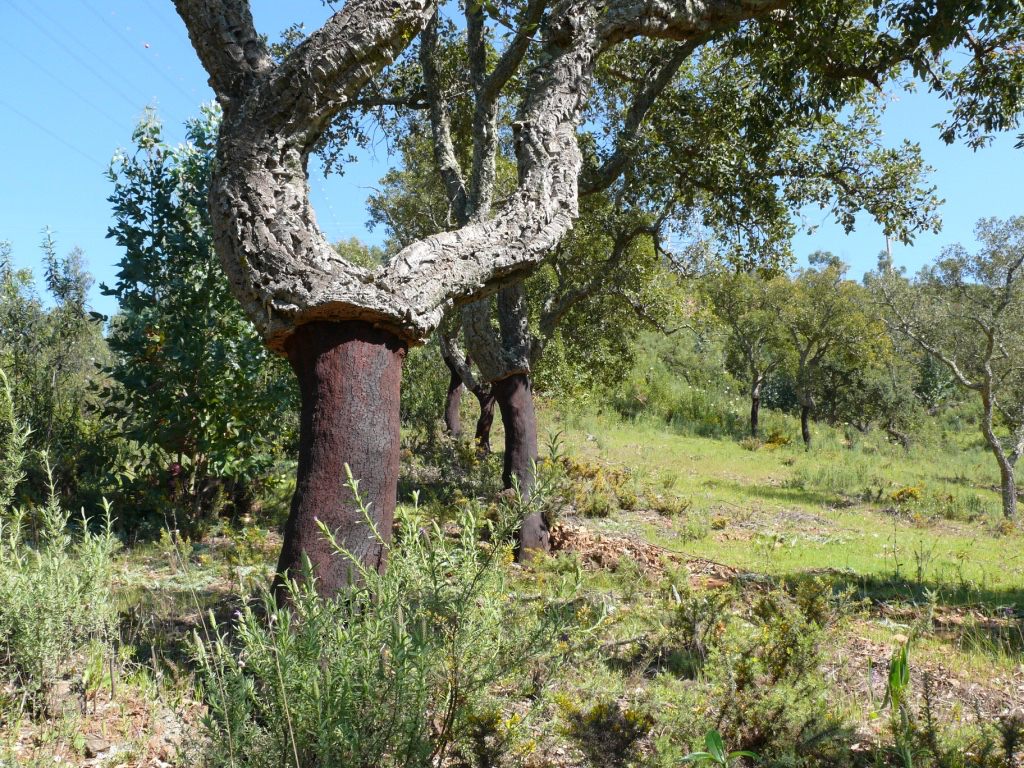 2011_trainingslager_olhos_de_agua_guenter_009