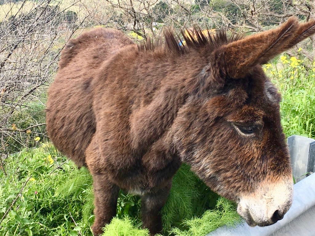 2018-03-27-tl-cefalu04a